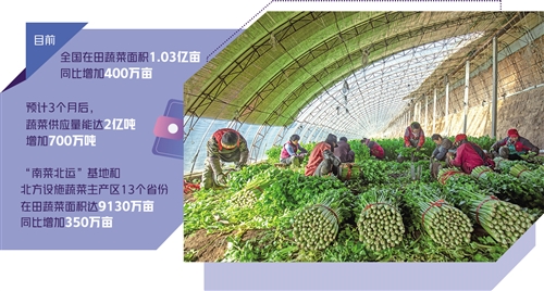 河北省滦南县宋道口镇罗各庄村农民在温室里给芹菜打捆。 张永新摄（中经视觉）